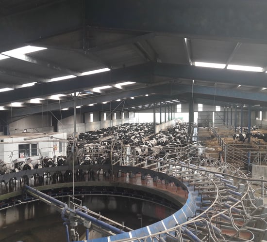 Domestic milk intake down 5.7% in December