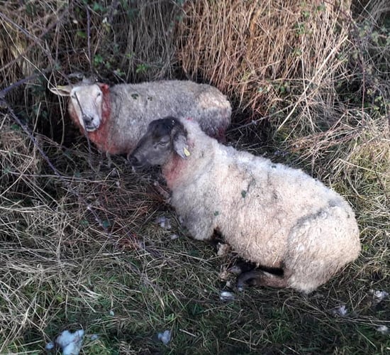 Gardaí: Over 3,000 sheep killed in dog attacks per annum
