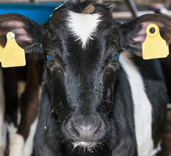 Top management practices for successful calf rearing