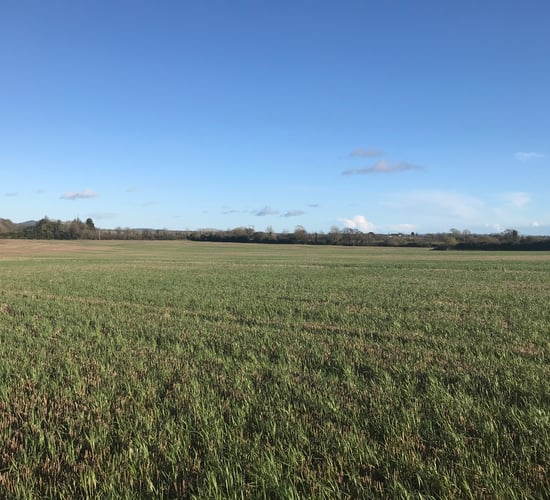 63ac roadside holding for sale at Campile, New Ross