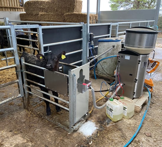 Calf Health Series: Which feeding system is best suited to your farm?