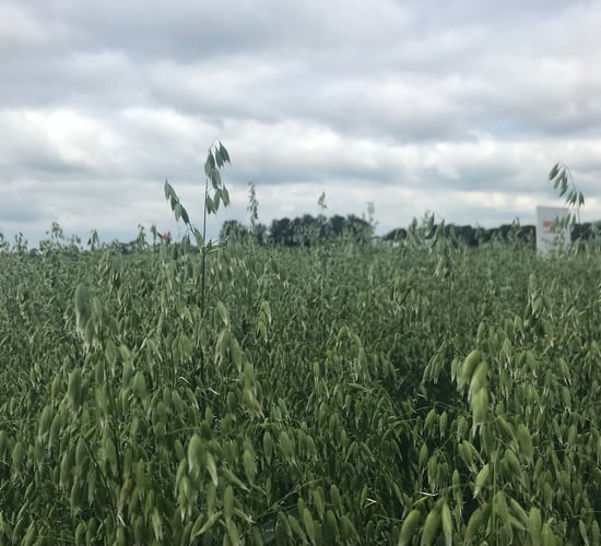 Department releases winter oats list for 2021 season