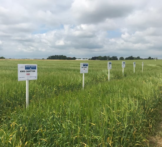 Recommended lists: What spring barley will you plant in 2020?