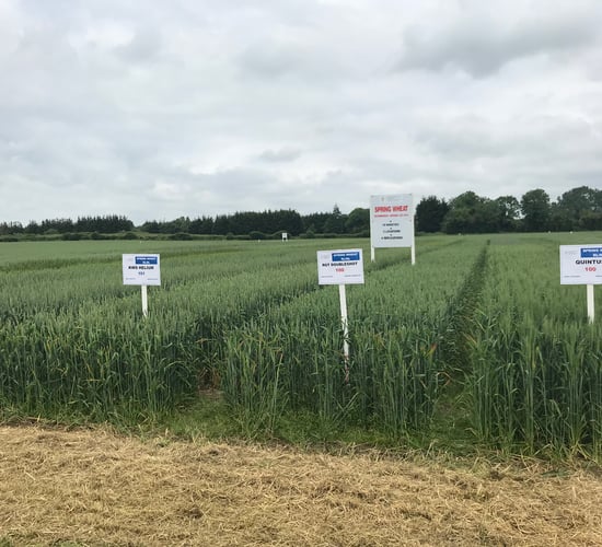 Recommended lists: Two new additions to spring wheat varieties