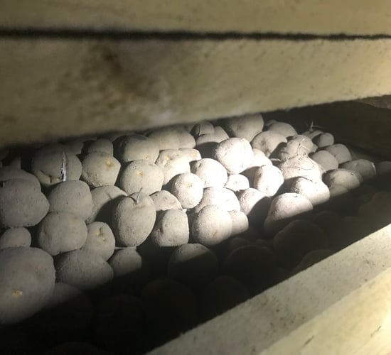 Potato prices: Remaining relatively firm