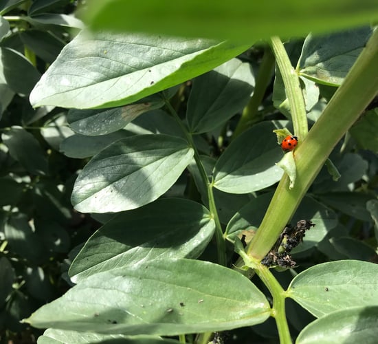 Spring beans list out...seed not overly plentiful