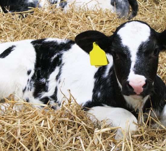 How this Co. Wicklow dairy farmer lowered his calf-rearing costs