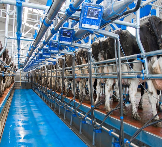 Opinion: Who came up with the idea of once-a-day milking?