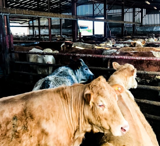 Minister: Factors still prevent agri suppliers from reporting UTPs