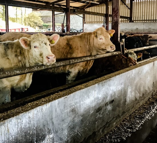 Beef trade: Demand best for cows; prime cattle prices unchanged