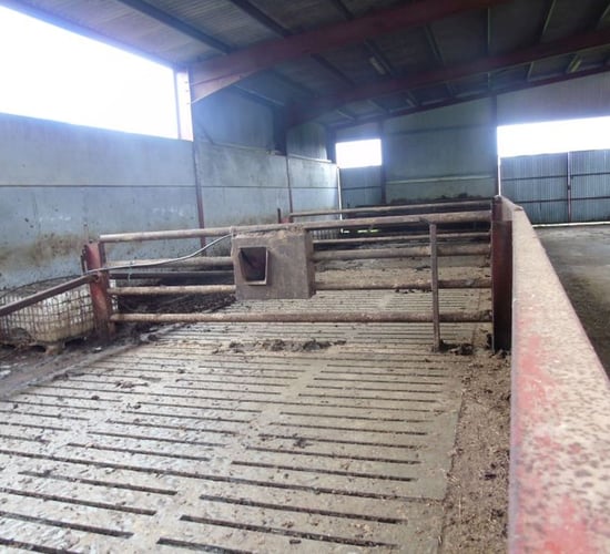 11 bullocks and 4 store cattle stolen from shed in Co. Laois