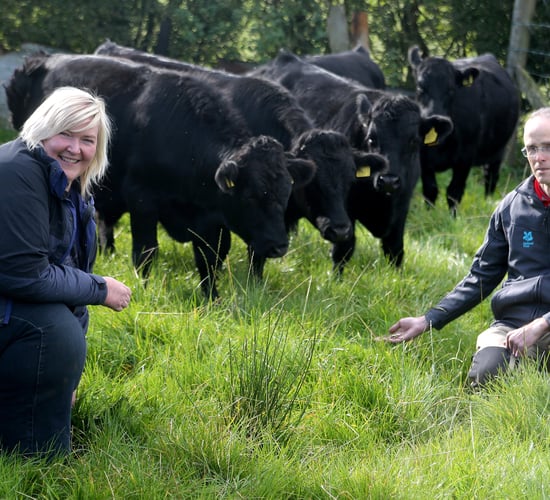 Cattle to return to Giant's Causeway bay after 50-year absence