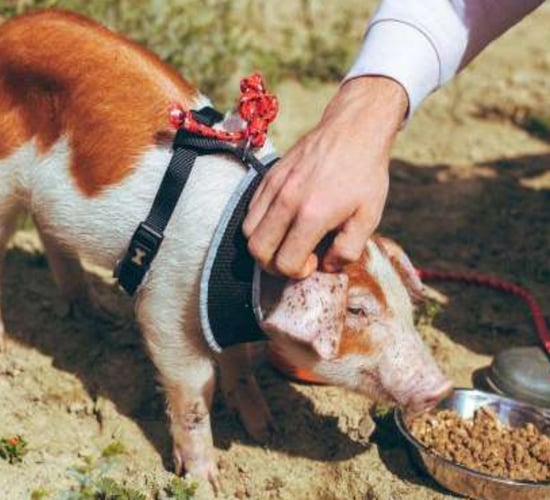 How to Steal Pigs: Unions call for Channel 4 to pass information to police
