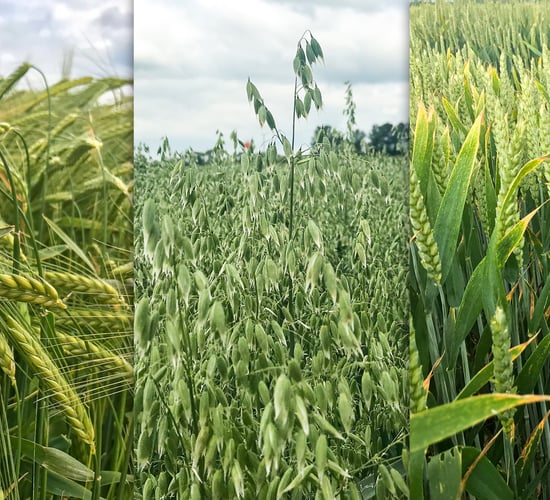 How has cereal production and area changed in the past decade?