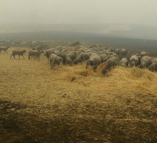 Sheep dog saves flock from wildfire blazes in Australia