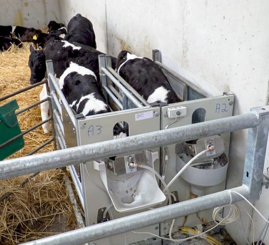 Milk replacer: What should I be looking for?