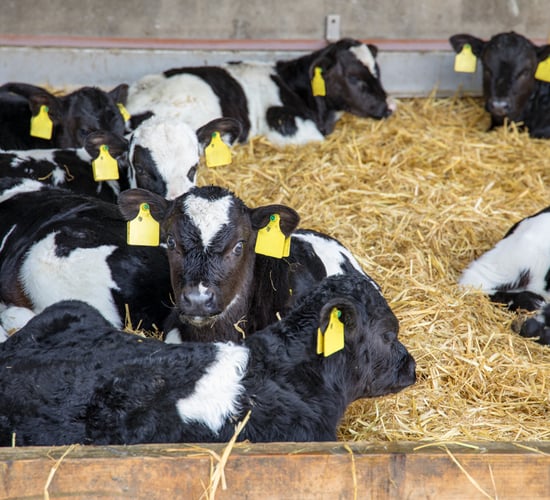 DAFM: N&amp;P statements for cattle now available