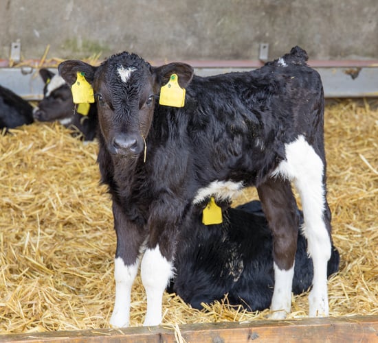 CalfCare Virtual Week: Getting up to speed on calf health...online