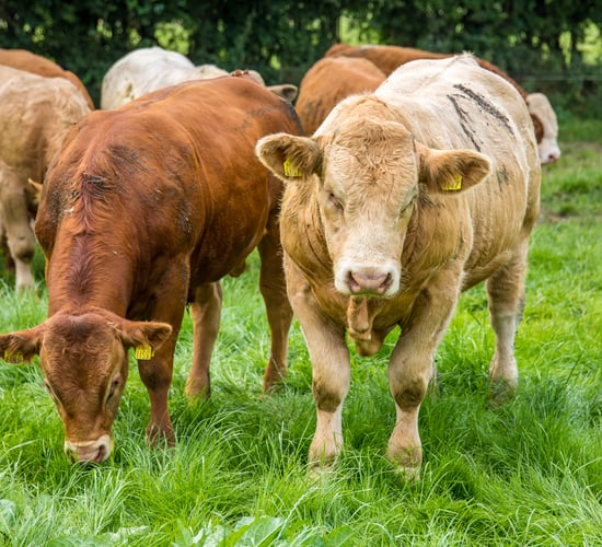 Almost 130,000 farmers apply for BISS and other schemes