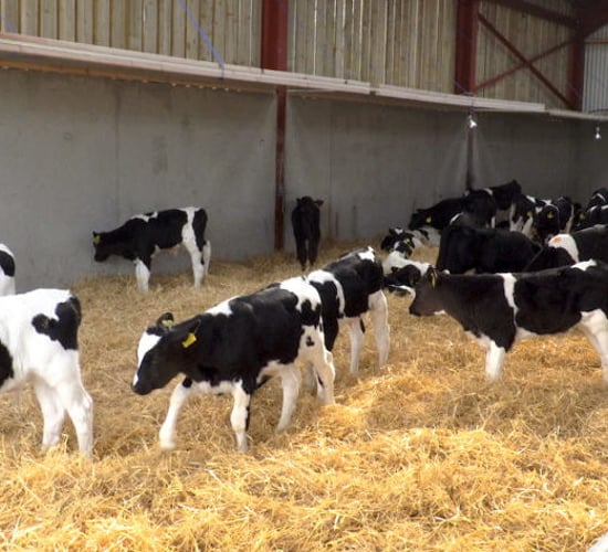 Are you feeding calves enough milk to obtain maximum growth rates?