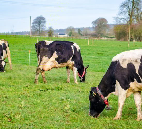 EMB: 'A lot more' to be done in EU to improve producer positions
