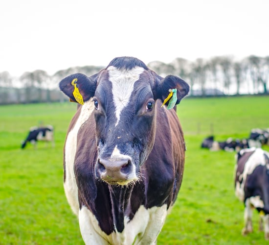 Dairy Gene Ireland programme: How successful has it been?