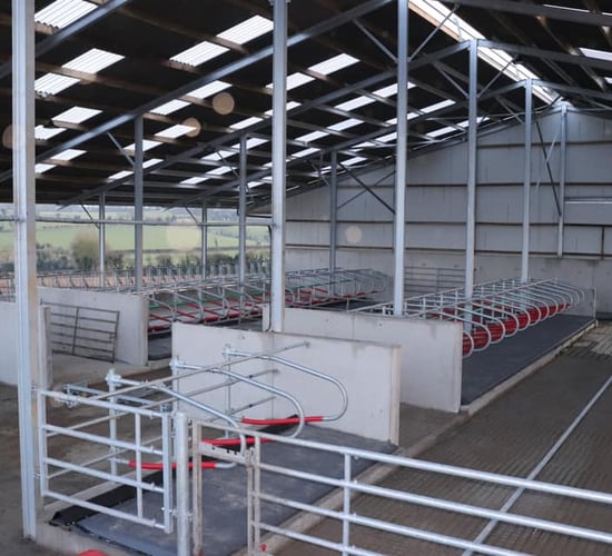 Buildings focus: Housing 60 head of suckler cows in a new cubicle shed in Co. Kildare
