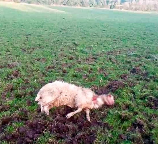 What can farmers do if their sheep are attacked by dogs?