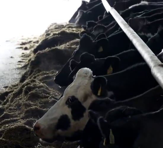 'George goes dairy farming': Kevin Murphy - Co Wexford