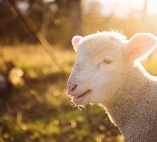 AFBI issues Nematodirus warning for Northern Ireland