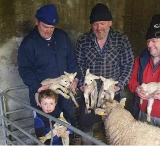 Yuletide ewe: 'Hardy' sextuplet lambs born on midlands farm