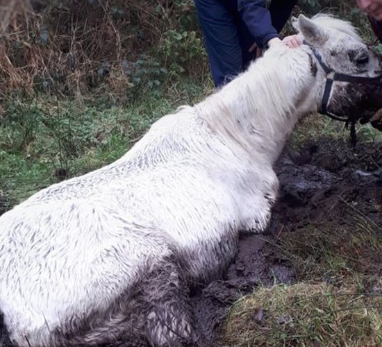 30 horses abandoned in Leitrim forest over 12-month period