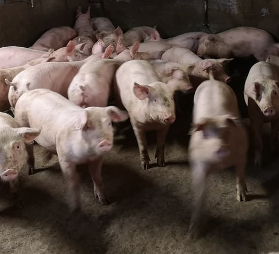 NI pig sector faces an 'unsustainable future'