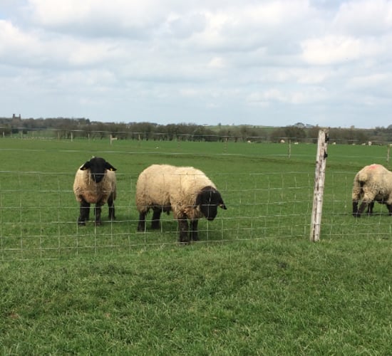 How to manage your rams after the breeding season