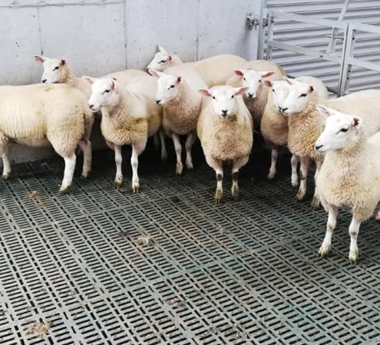 Sheep advice: How can I reduce the risk of lameness in slatted sheds?