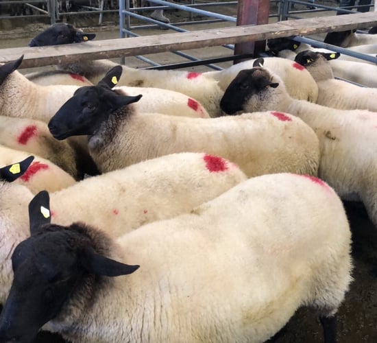 Sheep advice: The dangers of buying in in-lamb ewes