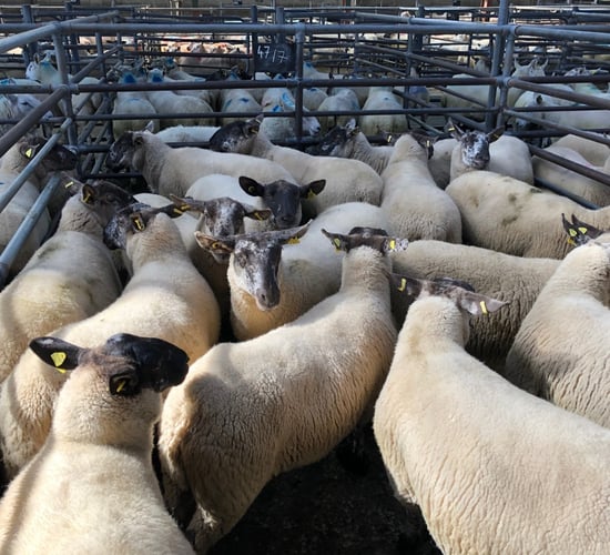 Sheep trade: Quotes firm - sheep kill drops nearly 6,000 head
