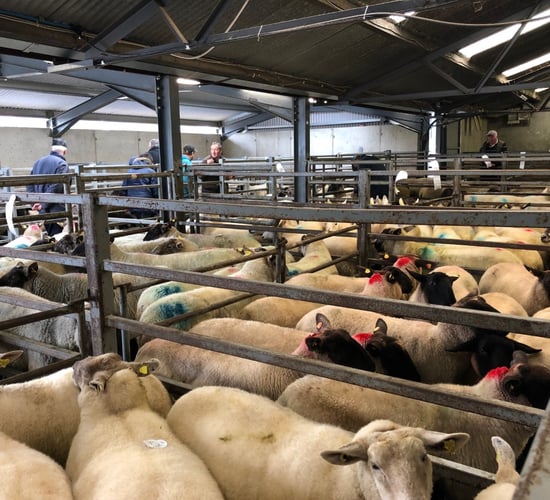 4 further marts approved to read electronic sheep tags; find out which ones...