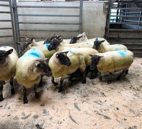 Sheep marts: Prices remain steady for lambs; demand for cast ewes rises