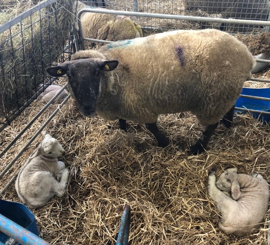 Sheep focus: Lambing 85 early-season ewes in Gurteen College, Co. Tipperary