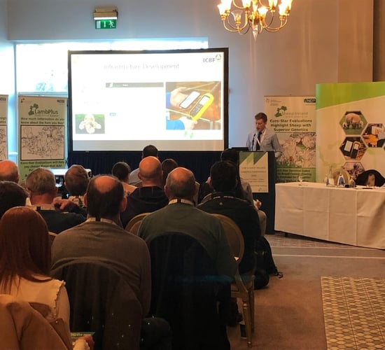 'We have 10,000 ewes across all programmes, but we need more' - Sheep Ireland