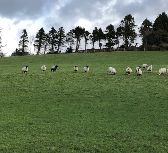 Time is running out to complete sheep census forms