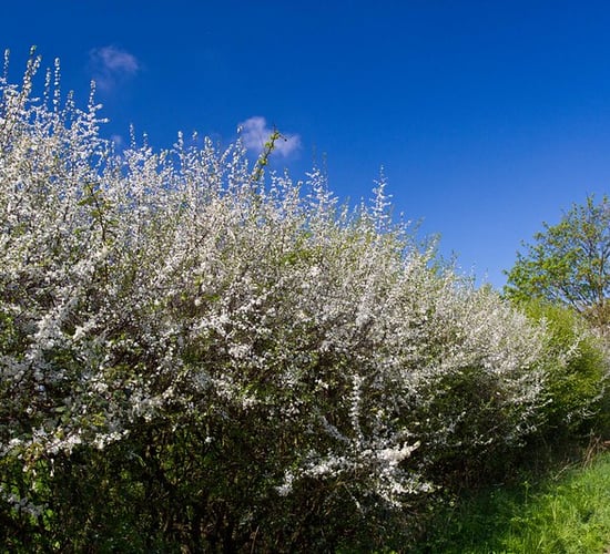 Action called for on 'how to compensate farmers for carbon sequestered'