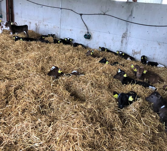 Hygiene standards need to be maintained in calf sheds