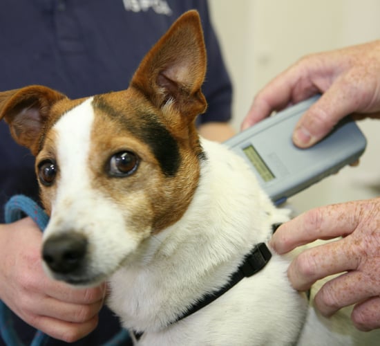 'Farmers legally entitled to shoot dogs in certain cases' - ISPCA
