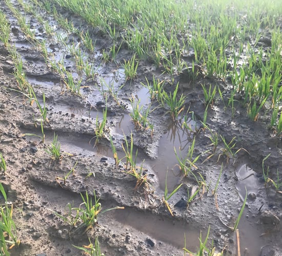 Convergence has potential to wipe out tillage