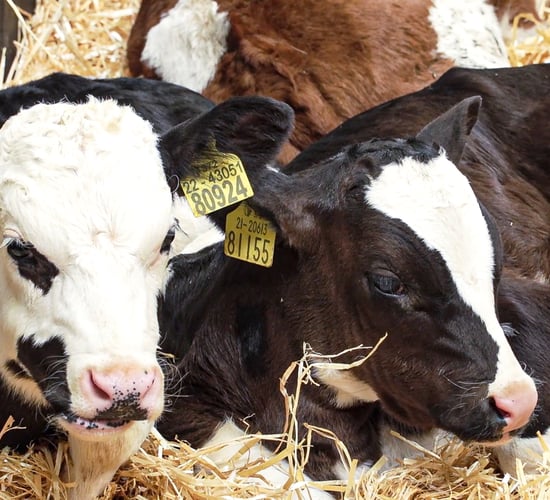Calf Health Series: Why feed conversion efficiency is highest during the pre-weaning period