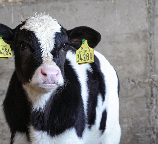 Calf Health Series: Maximising and monitoring performance through to weaning