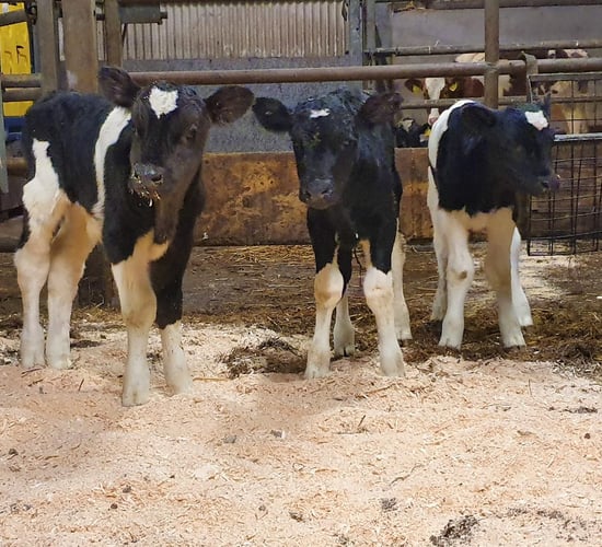 Co. Kerry farmer gets 3 calves for the price of 1