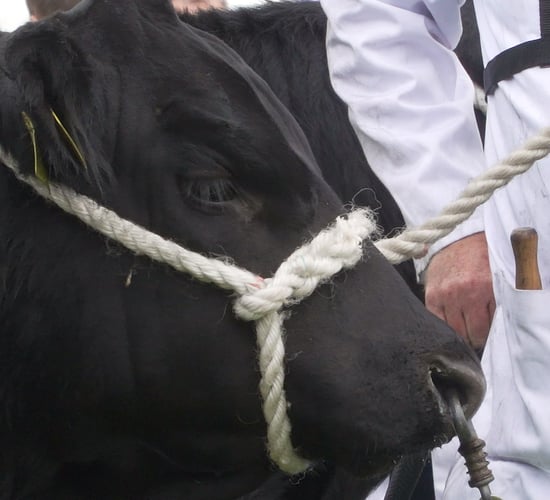 PM's indoors events ban a 'real blow' for winter agricultural shows